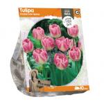 Baltus Tulipa Double Late Upstar tulpen bloembollen per 10 stuks